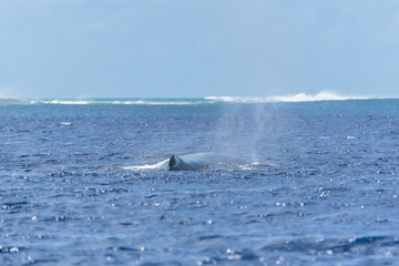 Obraz premium Whale breathing in Pacific ocean in front of the coral barrier in Tahiti 