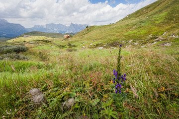 Fototapeta premium Grass with violet veratum flowers and dolomitic background Dolomites, Italy