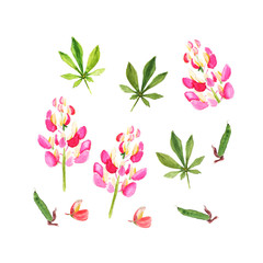 Pink lupine. Watercolor illustration. Isolated on white.
