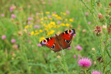 motyl © Oleg