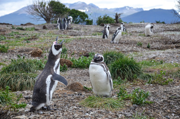 Cute, beautiful, screaming magellanic penguin in Isla Martillo near Ushuaia, Patagonia, Argentina