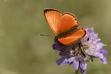 Scarce copper butterfly, Lycaena virgaureae