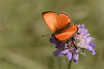 Scarce copper butterfly, Lycaena virgaureae