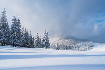 Christmas landscape with spruce in the mountains