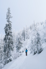 Winter in the mountain spruce forest