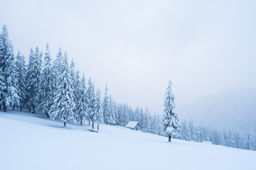 Snowy winter in a mountain forest