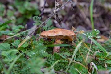 The fungus Armillaria