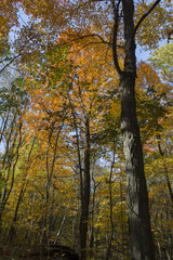 L'automne au parc