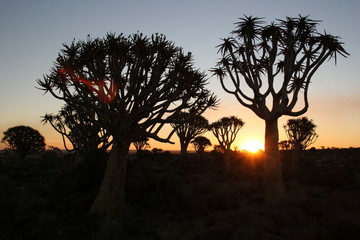 Quiver tree at sunset in Namibia
