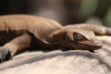 Closeup of dozing sunbathing Goanna
