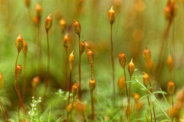 Capsules of common hair moss