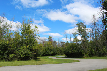 Park road curving through trees