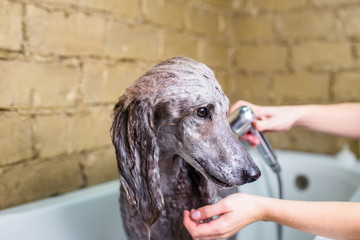 Standard gray poodle at grooming salon having bath. 