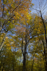 Fototapeta premium Des couleurs d'automne