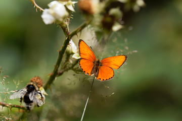 Scarce copper butterfly, Lycaena virgaureae