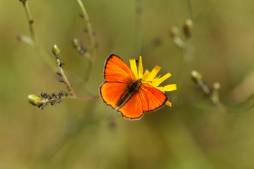 Scarce copper butterfly, Lycaena virgaureae