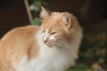 The street cat enjoying its time under the sun.
