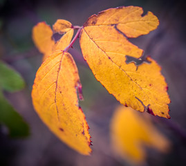 Autumn leaves