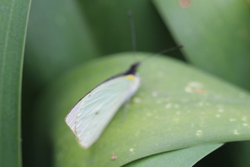 mariposa