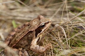 European common frog, Rana temporaria