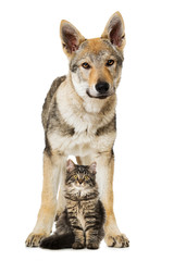 Naklejka na ściany i meble Junger Hund und junge Katze