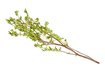 Thyme fresh herb isolated on white background