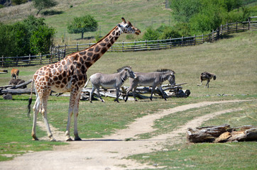 Naklejka na ściany i meble giraffe with zebra