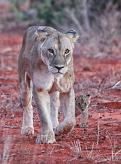 Löwin mit Babys