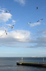 Am Hafen von Texel