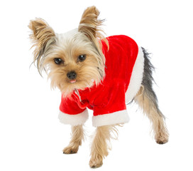 Yorkshire terrier with Santa's coat