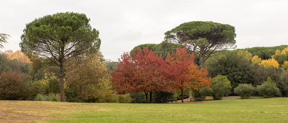 landscape of colored trees in a park during an autumn day