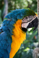 Portrait eines Papagais, Ara 