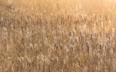Bulrush under the shine of autumn sun