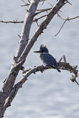 Bird belted kingfisher at the Bolsa Chica Wetlands