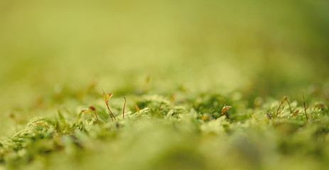 Green moss macro natural background with buds in the spring forest, seasonal new life eco concept