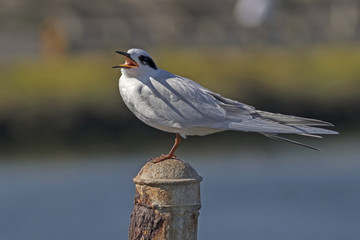Bird tern sea bird at Bolsa Chica Wetlands in Southern California