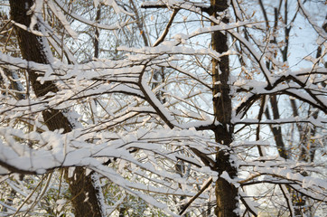 2063736 Branches of trees in the snow