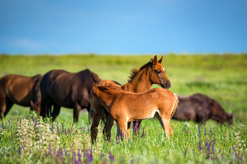 Wild horses grazing on summer meadow
