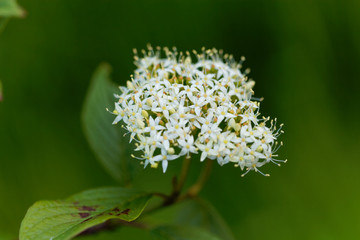 Siberian dogwood, Cornus alba.