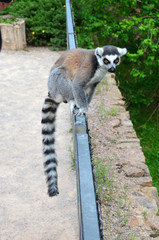 lemur from Madagascar