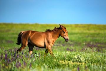 Foal of wild horses grazing on summer meadow