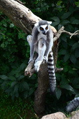 lemur from Madagascar