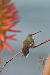 Hummingbird at Laguna Beach park garden at dawn