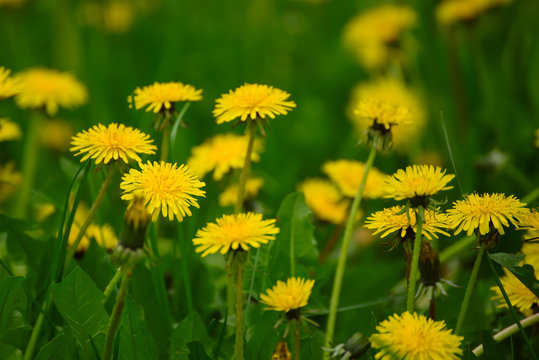 Dandelion yellow flower growing on the green meadow in spring time, natoral seasonal floral background with copy space