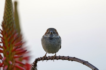 Bird sparrow at Laguna Beach garden at dawn