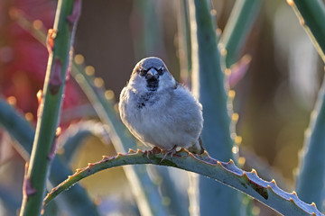 Bird sparrow at Laguna Beach garden at dawn