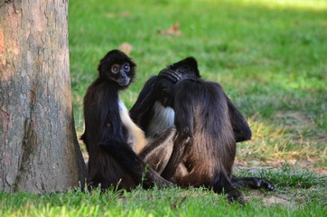 monkeys in the grass