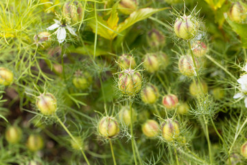 Seed capsule of black caraway