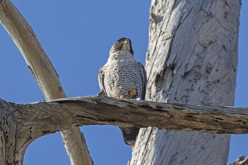 Bird peregrine falcon on tree limb perch at Bolsa Chica Wetlands in California