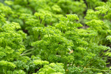 Leaves of garden parsley